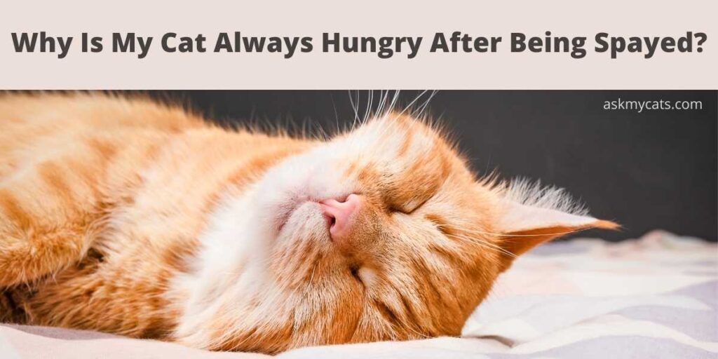 Why Is My Cat Always Hungry After Being Spayed?