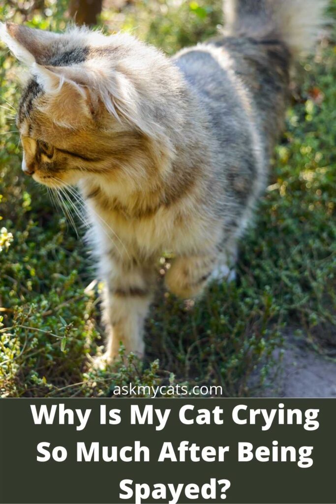 Why Is My Cat Crying So Much After Being Spayed?