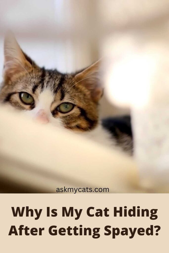 Why Is My Cat Hiding After Getting Spayed?