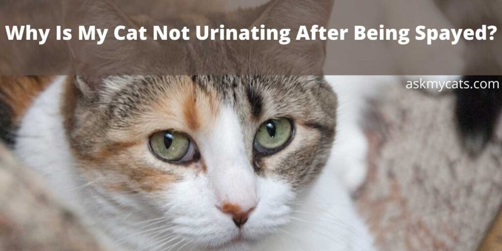 Why Is My Cat Not Urinating After Being Spayed?