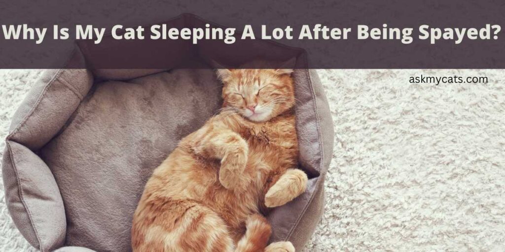 Why Is My Cat Sleeping A Lot After Being Spayed?