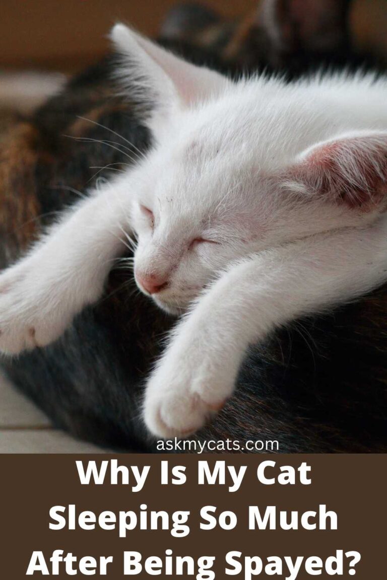 why-is-my-cat-sleeping-a-lot-after-being-spayed