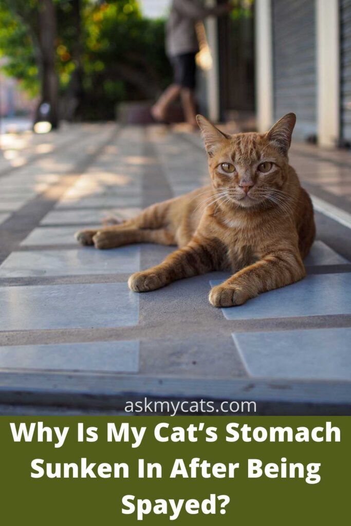 Why Is My Cat’s Stomach Sunken In After Being Spayed?