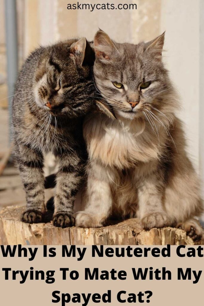 Why Is My Neutered Cat Trying To Mate With My Spayed Cat?