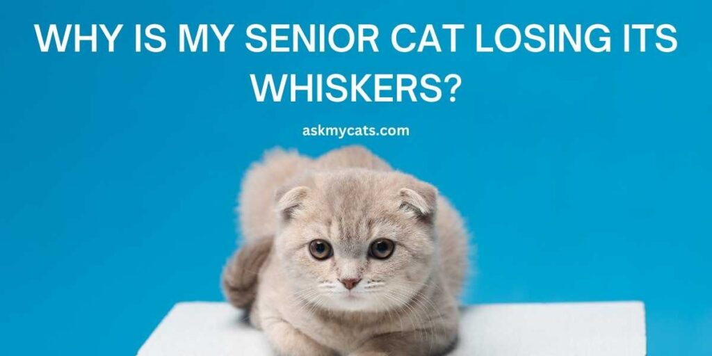 Why Is My Senior Cat Losing Its Whiskers