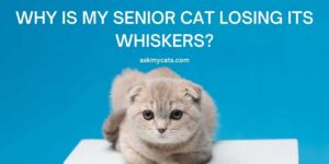 Why Is My Senior Cat Losing Its Whiskers?