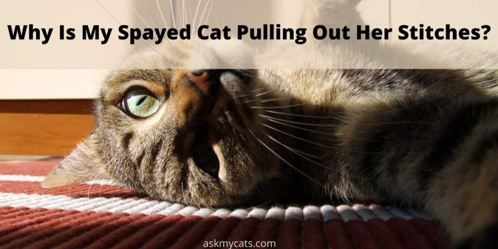 Why Is My Spayed Cat Pulling Out Her Stitches?