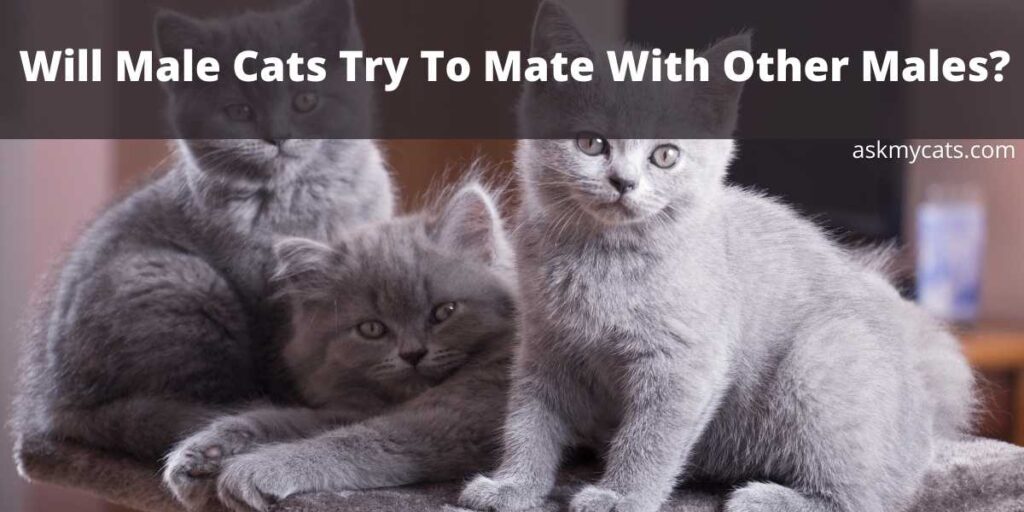 Will Male Cats Try To Mate With Other Males?