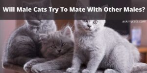 Will Male Cats Try To Mate/Hump With Other Males?