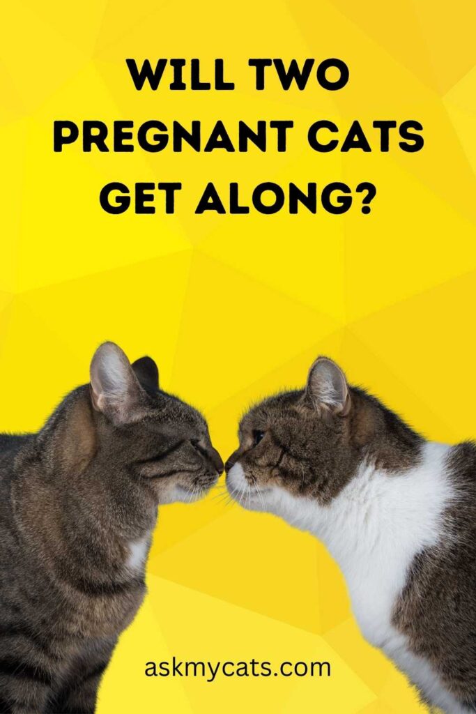 Will Two Pregnant Cats Get Along?