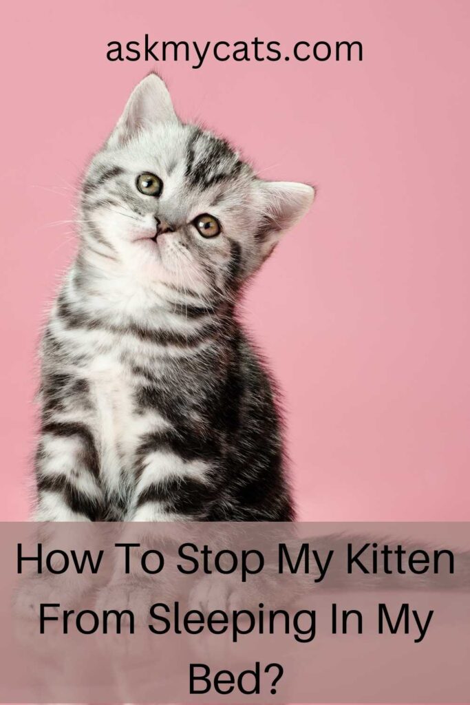 How To Stop My Kitten From Sleeping In My Bed?