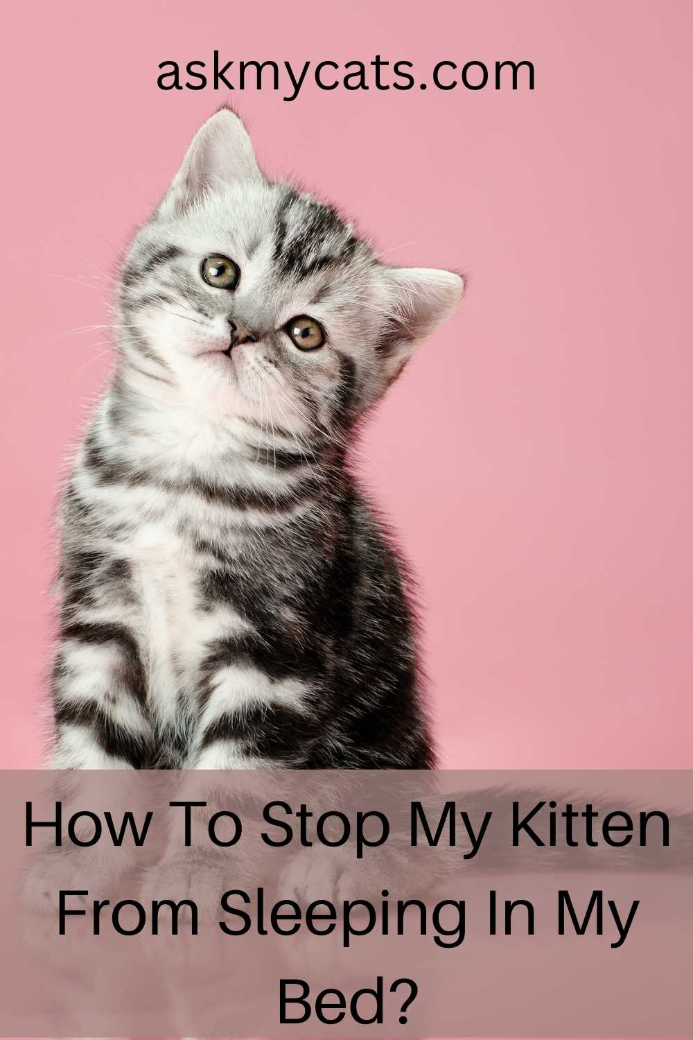 Should I Let My Kitten Sleep With Me? (Answered By Vets)