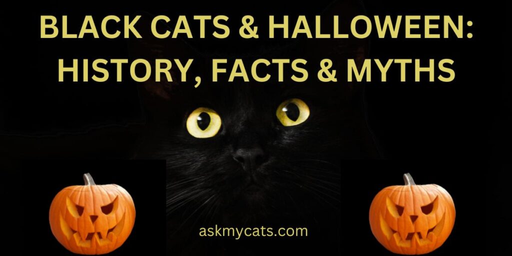 Black Cats & Halloween History, Facts & Myths