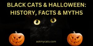 Black Cats And Halloween: History, Facts & Myths