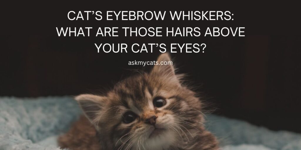 Cat’s Eyebrow Whiskers: What Are Those Hairs Above Your Cat’s Eyes?