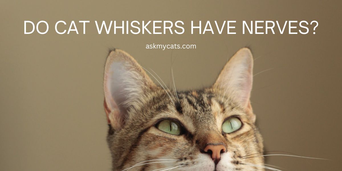 Do Cat Whiskers Have Nerves?