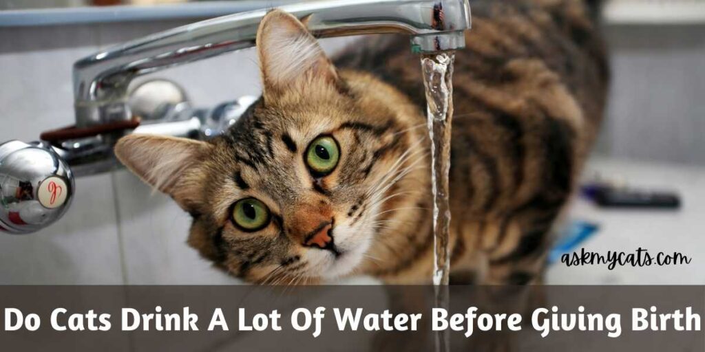 Do Cats Drink A Lot Of Water Before Giving Birth