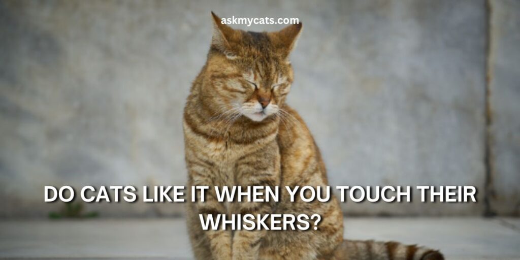 Do Cats Like It When You Touch Their Whiskers