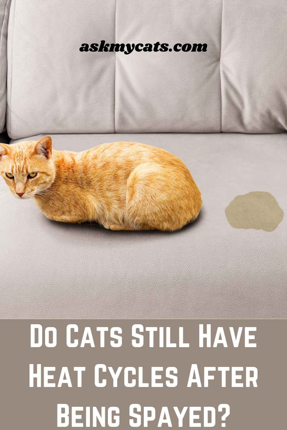 Do Cats Have Periods After Being Spayed? (Answered)