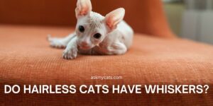 Do Hairless Cats (Sphynx) Have Whiskers?