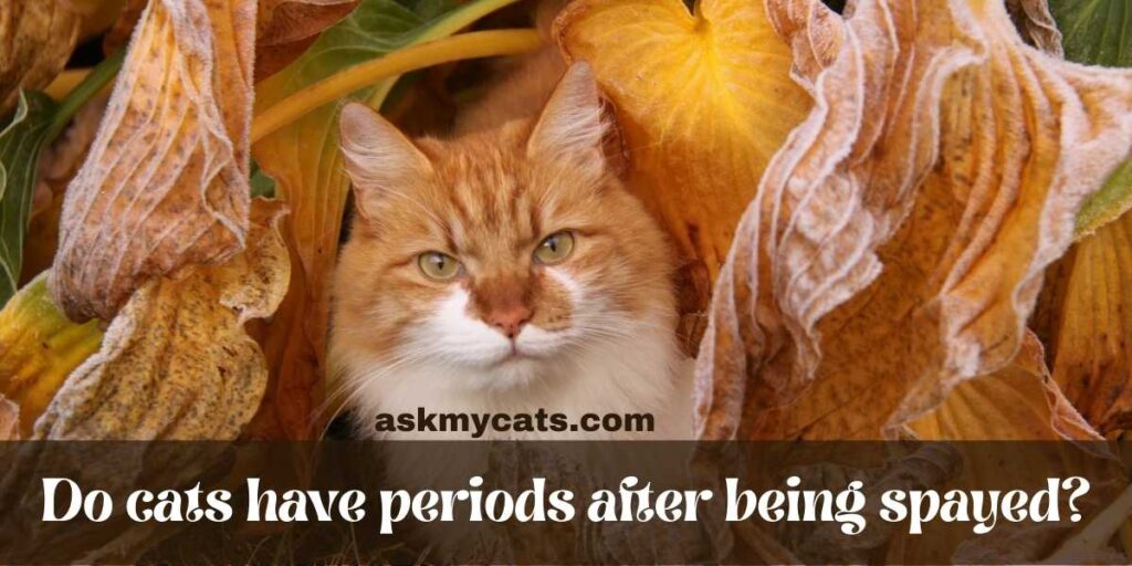 Do cats have periods after being spayed?