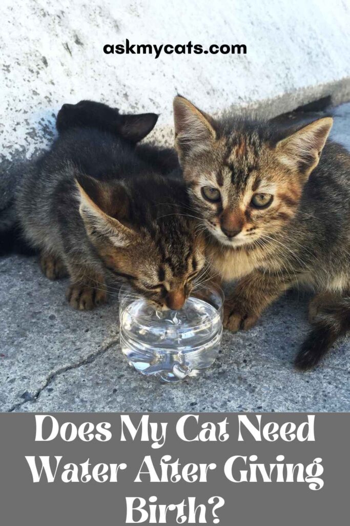 Does My Cat Need Water After Giving Birth?
