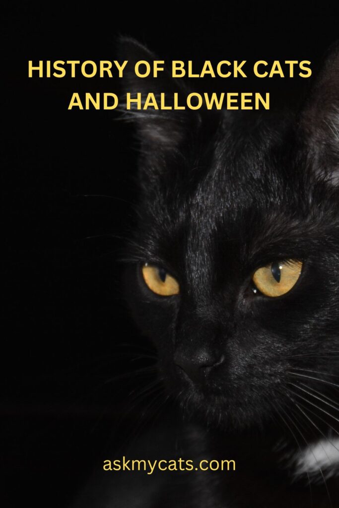 History Of Black Cats And Halloween