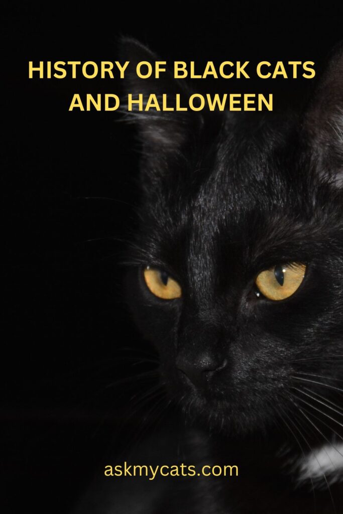 Black Cats And Halloween: History, Facts & Myths