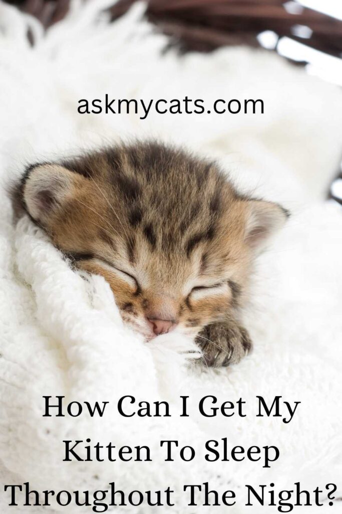 How Can I Get My Kitten To Sleep Throughout The Night?