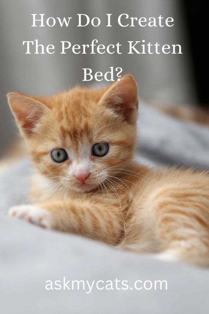 How Do I Create The Perfect Kitten Bed?
