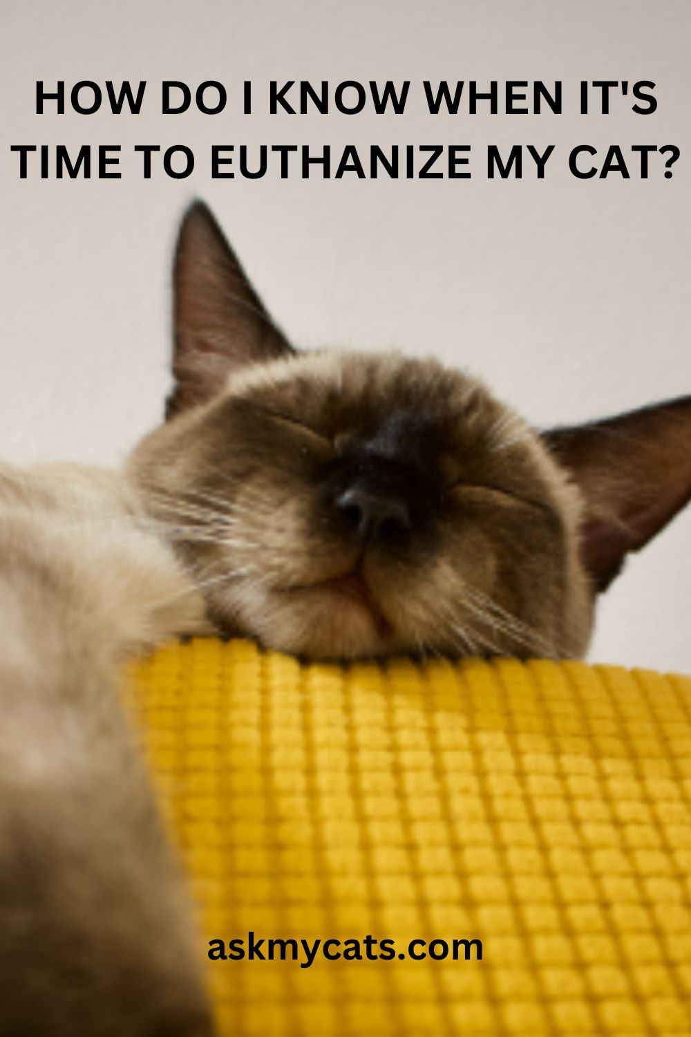 When To Put Your Cat Down? The Complete Checklist