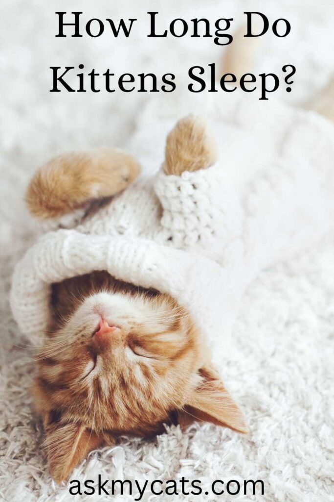 How Long Do Kittens Sleep?