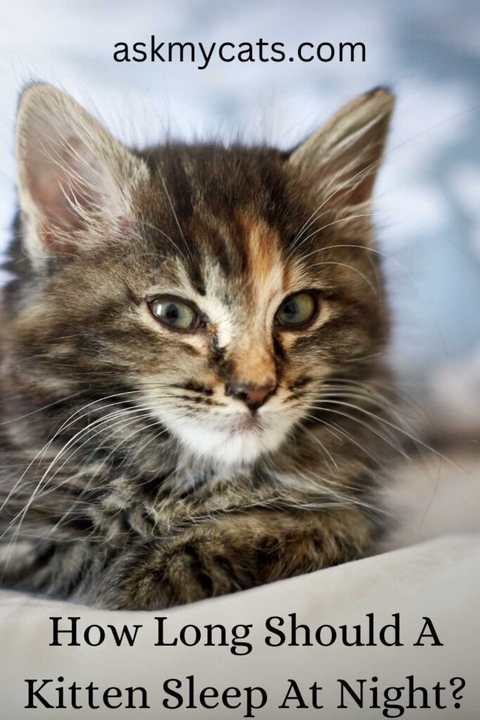 How Long Should A Kitten Sleep At Night?