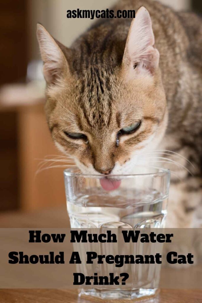 How Much Water Should A Pregnant Cat Drink?