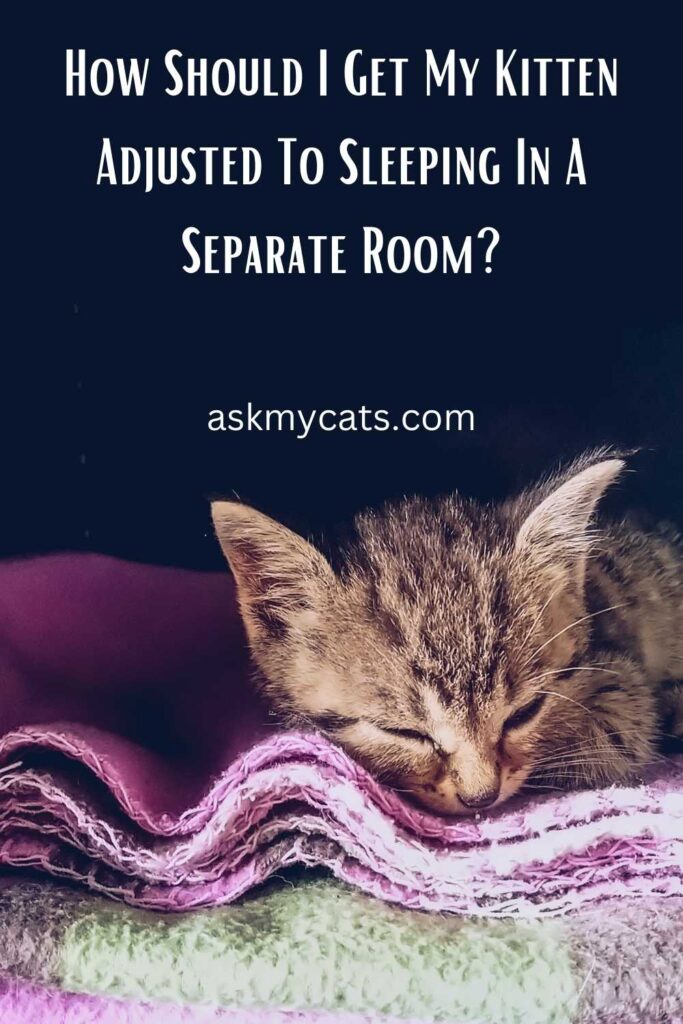 How Should I Get My Kitten Adjusted To Sleeping In A Separate Room?
