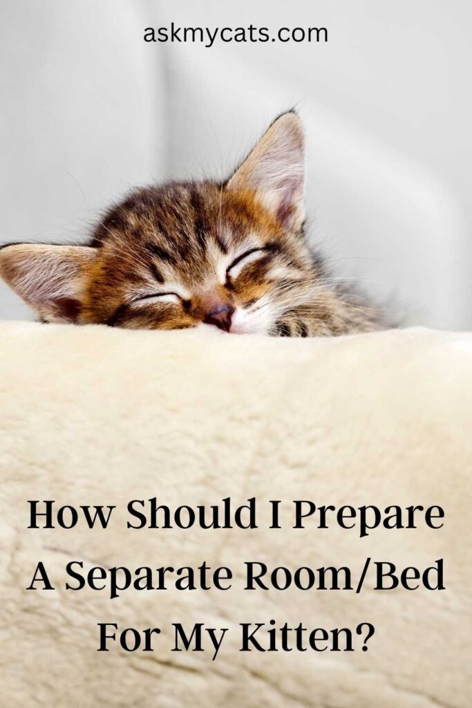 How Should I Prepare A Separate Room/Bed For My Kitten?