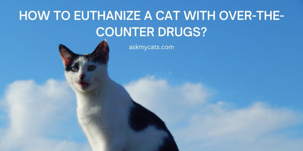 How To Euthanize A Cat With Over-The-Counter Drugs