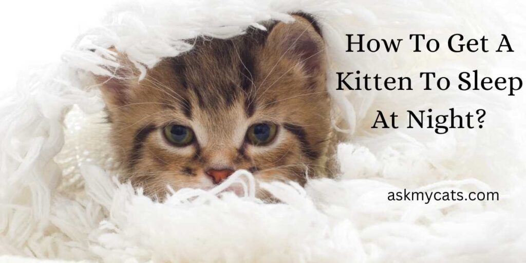 How To Get A Kitten To Sleep At Night?