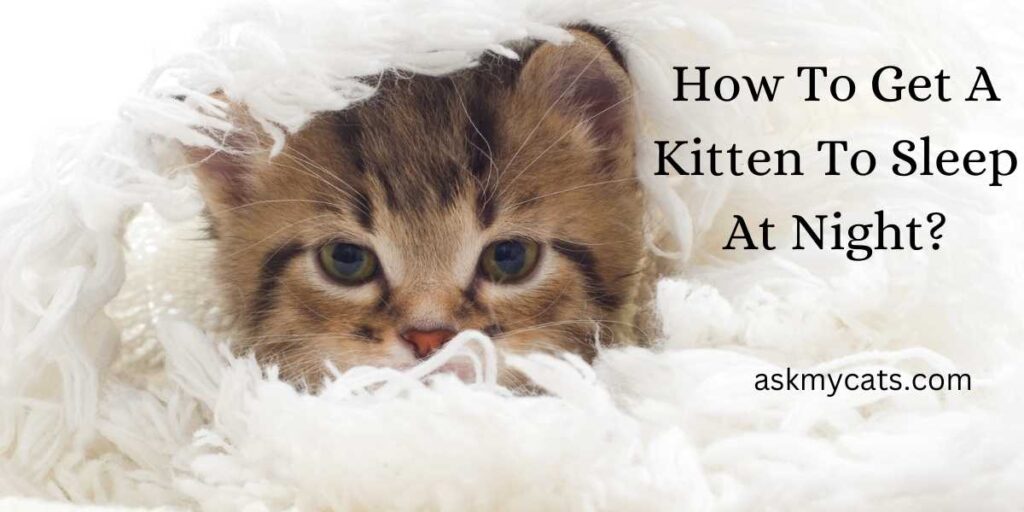 How To Get A Kitten To Sleep At Night? (Explained)