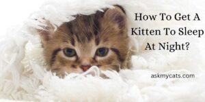 How To Get A Kitten To Sleep At Night? (Explained) 