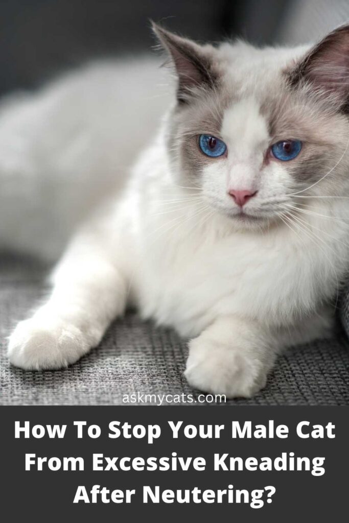How To Stop Your Male Cat From Excessive Kneading After Neutering?