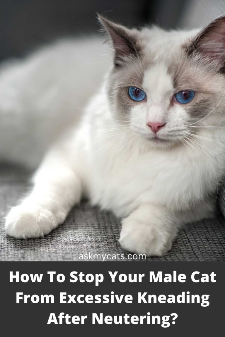 Fresh Look at Why Is My Neutered Male Cat Kneading Aggressively