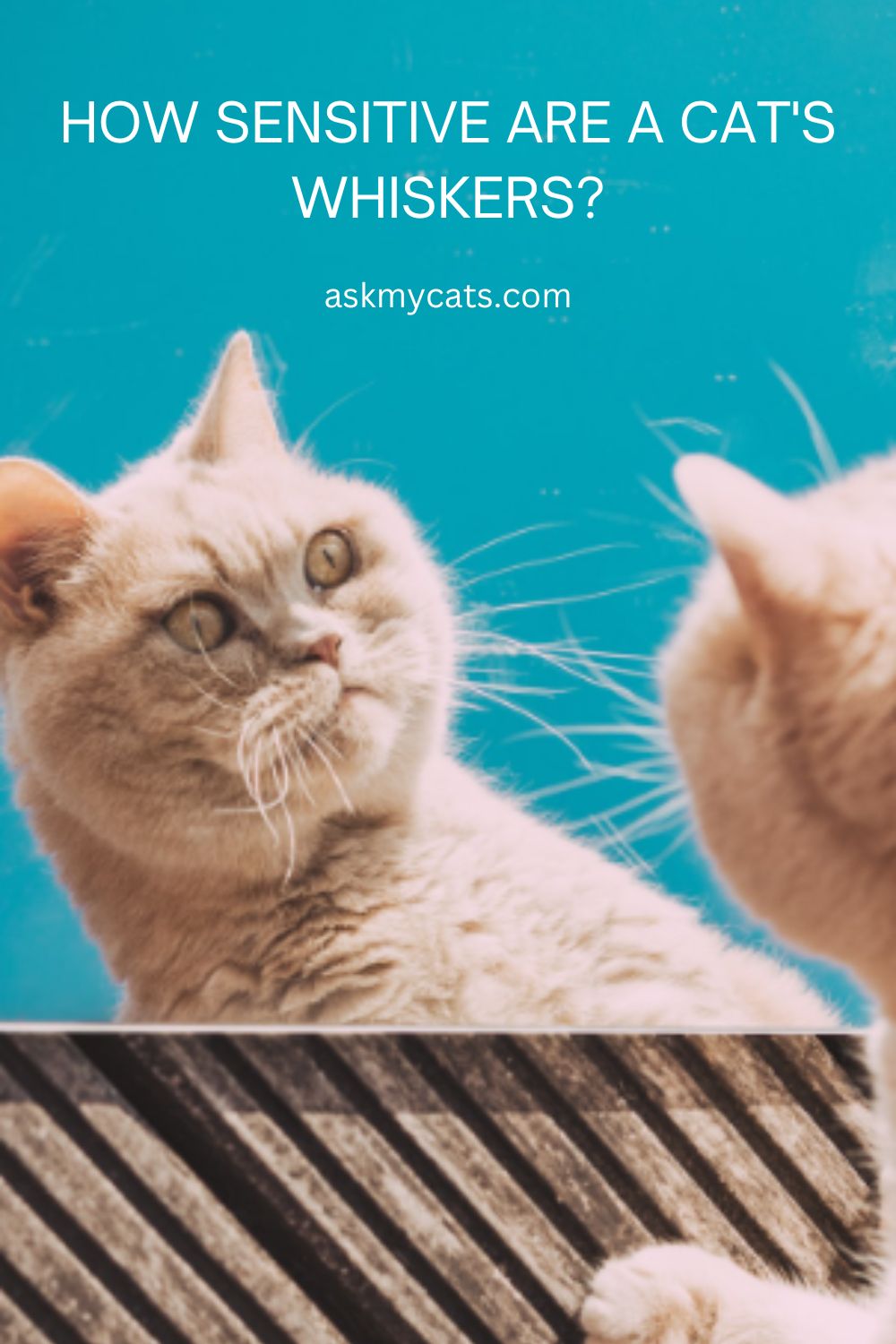 Do Cat Whiskers Have Nerves?