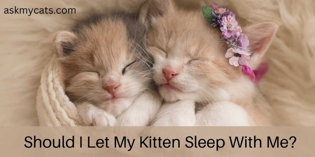 Should I Let My Kitten Sleep With Me?