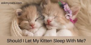 Should I Let My Kitten Sleep With Me? (Answered By Vets)