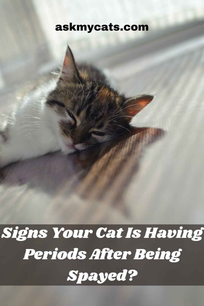 Signs Your Cat Is Having Periods After Being Spayed?