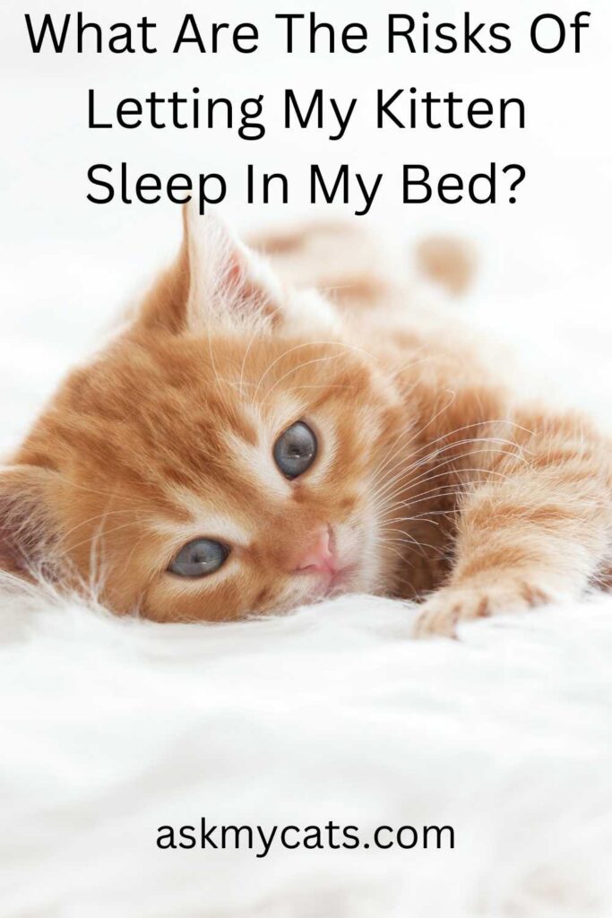 What Are The Risks Of Letting My Kitten Sleep In My Bed?