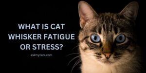 What Is Cat Whisker Fatigue Or Stress?