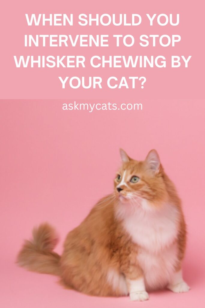 When Should You Intervene To Stop Whisker Chewing By Your Cat