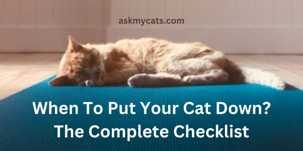 When To Put Your Cat Down The Complete Checklist